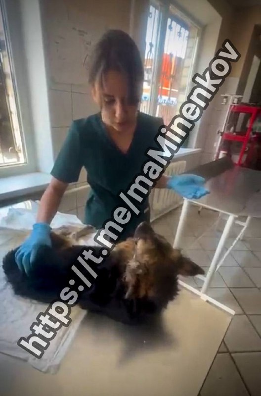 Глава Невинномысска рассказал о спасенной губернатором Ставрополья собаке.