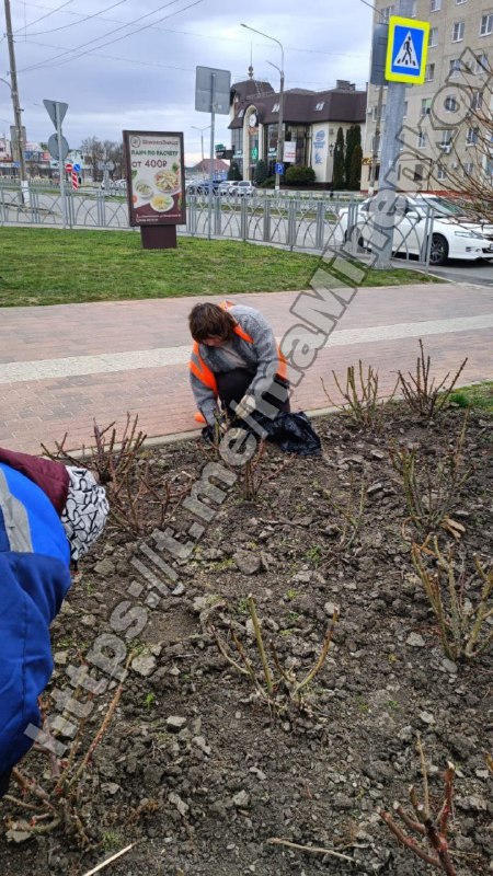 Цветоводы Невинномысска благоустраивают городские розарии.