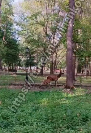 В невинномысском парке «Шерстяник» родился алтайский марал.