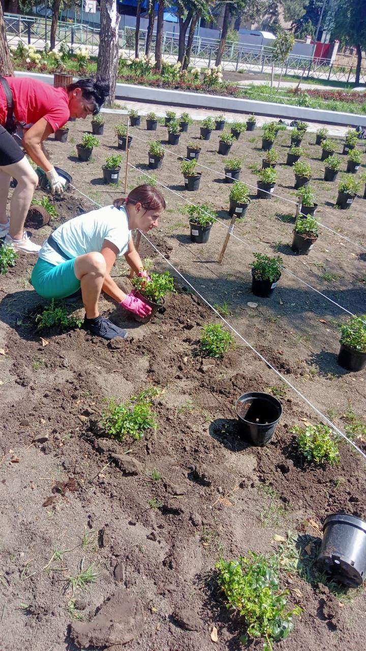 В Невинномысске провели озеленение нового сквера на улице Мичурина.