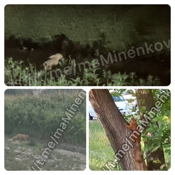 Неподалеку от Невинномысска стали чаще замечать диких животных. Неподалеку от Невинномысска стали чаще замечать диких животных.